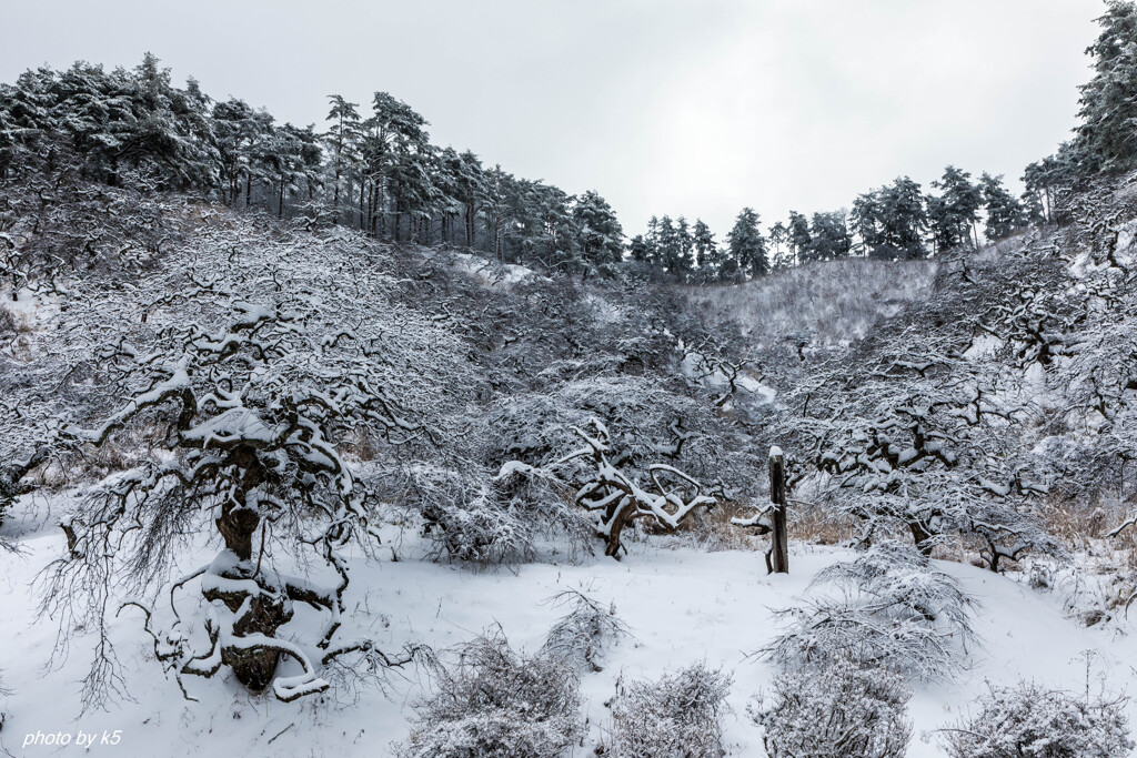 しだれ栗森林公園雪景色