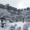 しだれ栗森林公園雪景色