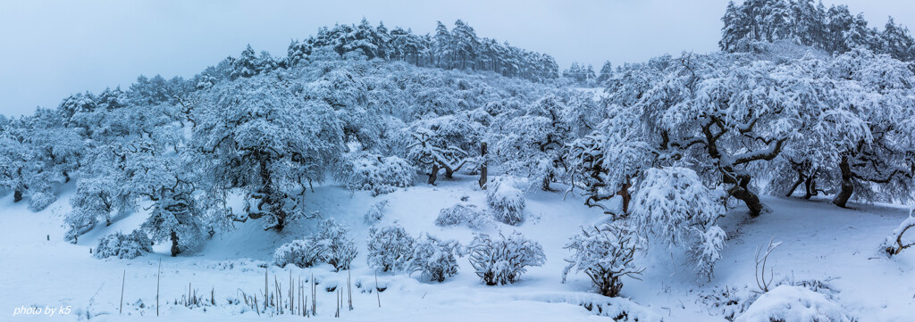 雪のしだれ栗パノラマ