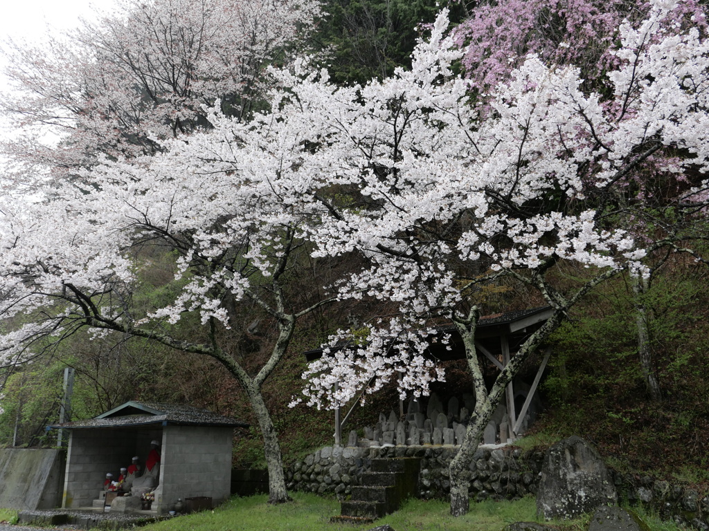 お地蔵様と桜