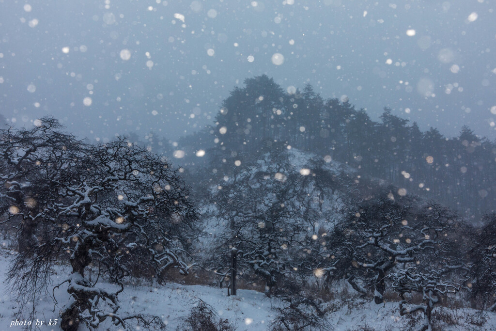 雪のしだれ栗
