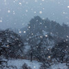 雪のしだれ栗