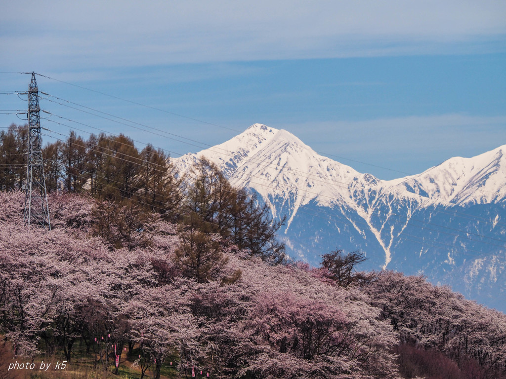 弘法山の桜と常念岳