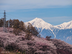 弘法山の桜と常念岳