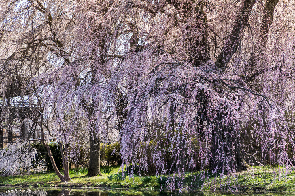 安養寺の桜