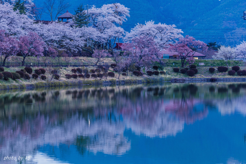 桜の映り込み