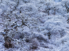 妖木の雪景