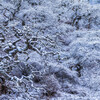 妖木の雪景