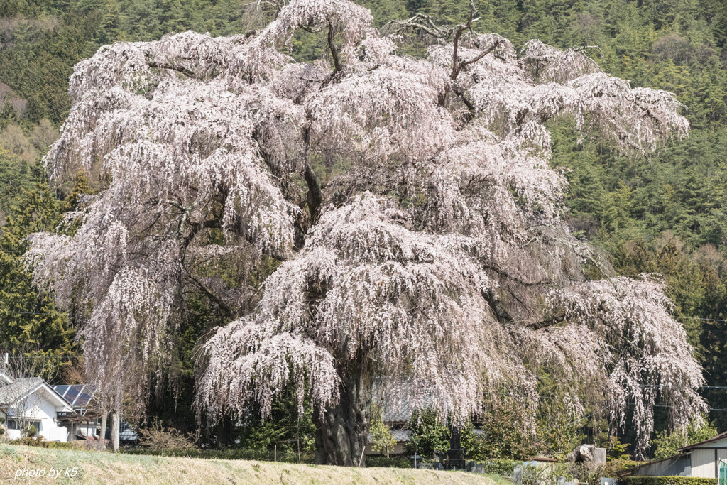 北小倉の枝垂れ桜