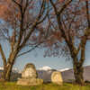 常念道祖神の桜