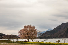 木崎湖の桜