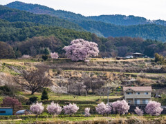 上の平の一本桜