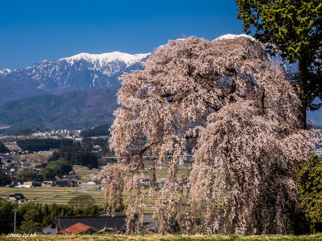 吉瀬の枝垂れ桜