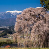 吉瀬の枝垂れ桜