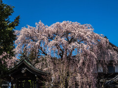 長照寺の桜2