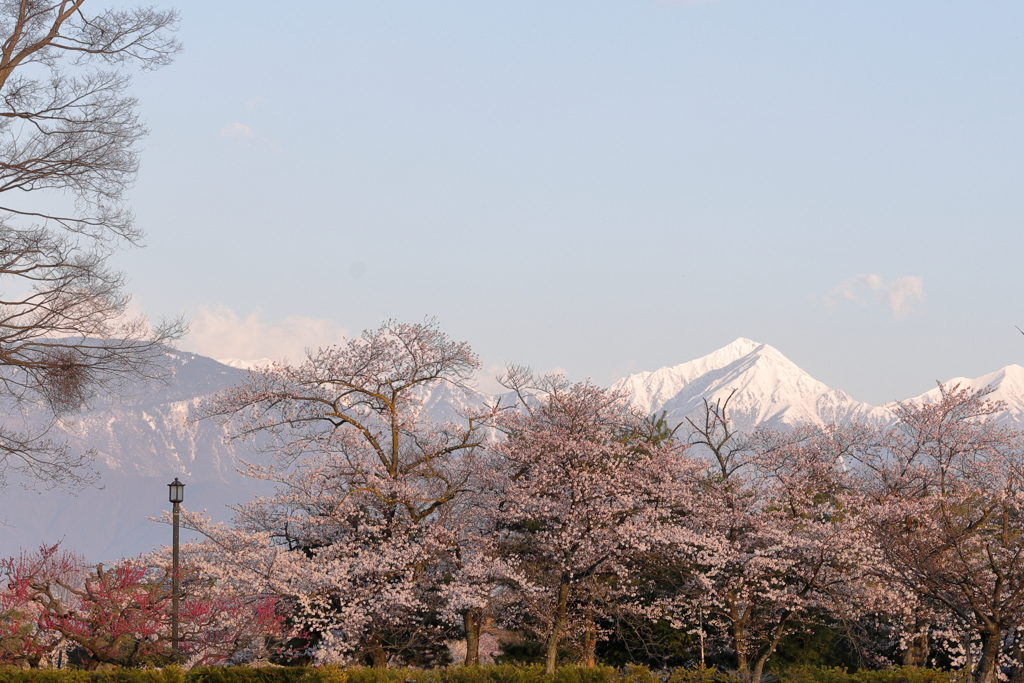 桜と常念