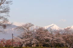 桜と常念
