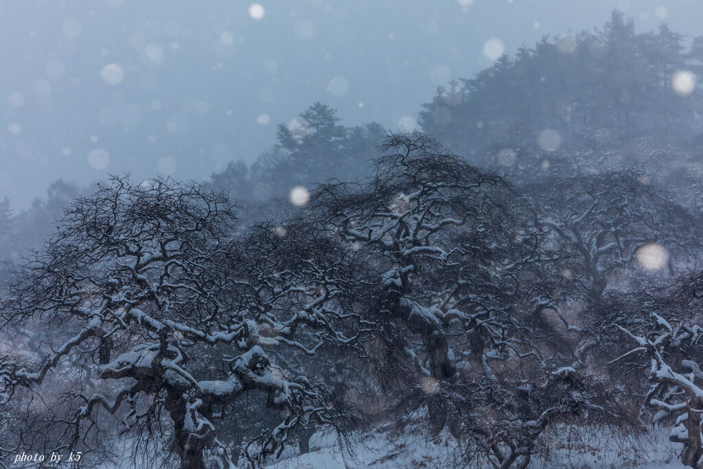 雪のしだれ栗