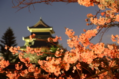 赤い桜と松本城