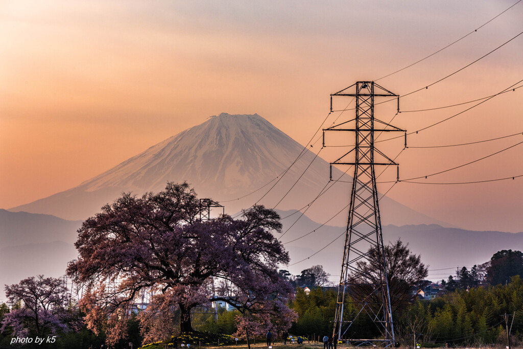 わに塚の桜と富士山