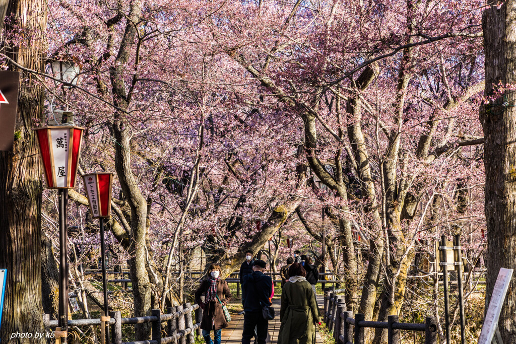 高遠城址公園の桜