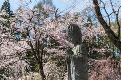 貞麟寺の桜