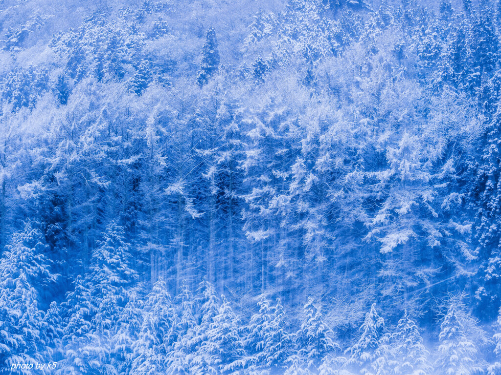 裏山の雪景色