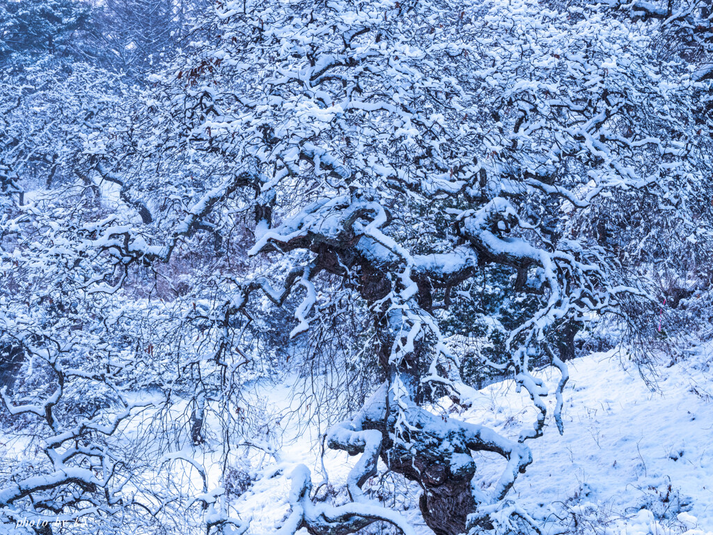 雪の朝
