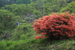 しだれ栗森林公園の初夏