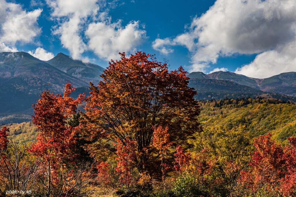 乗鞍高原の紅葉　大かえで