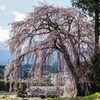 吉瀬の枝垂れ桜