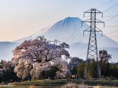 わに塚の桜1