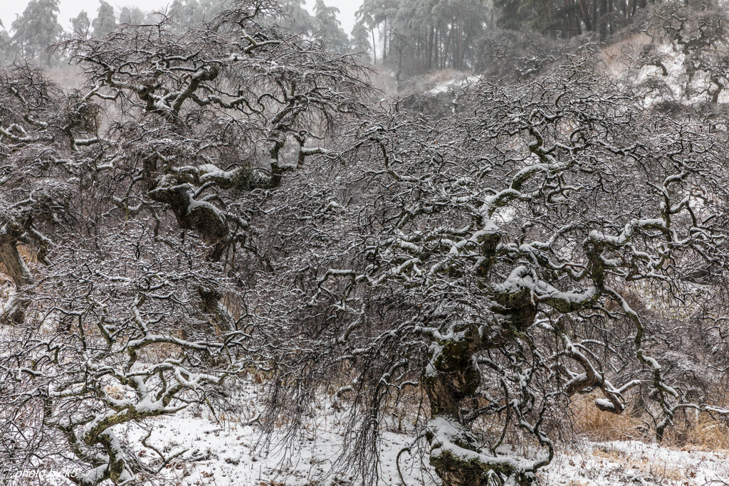 しだれ栗雪景色