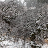 しだれ栗雪景色