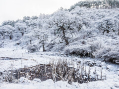 しだれ栗雪景色