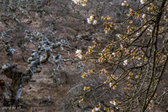 桜咲き始めとしだれ栗古木