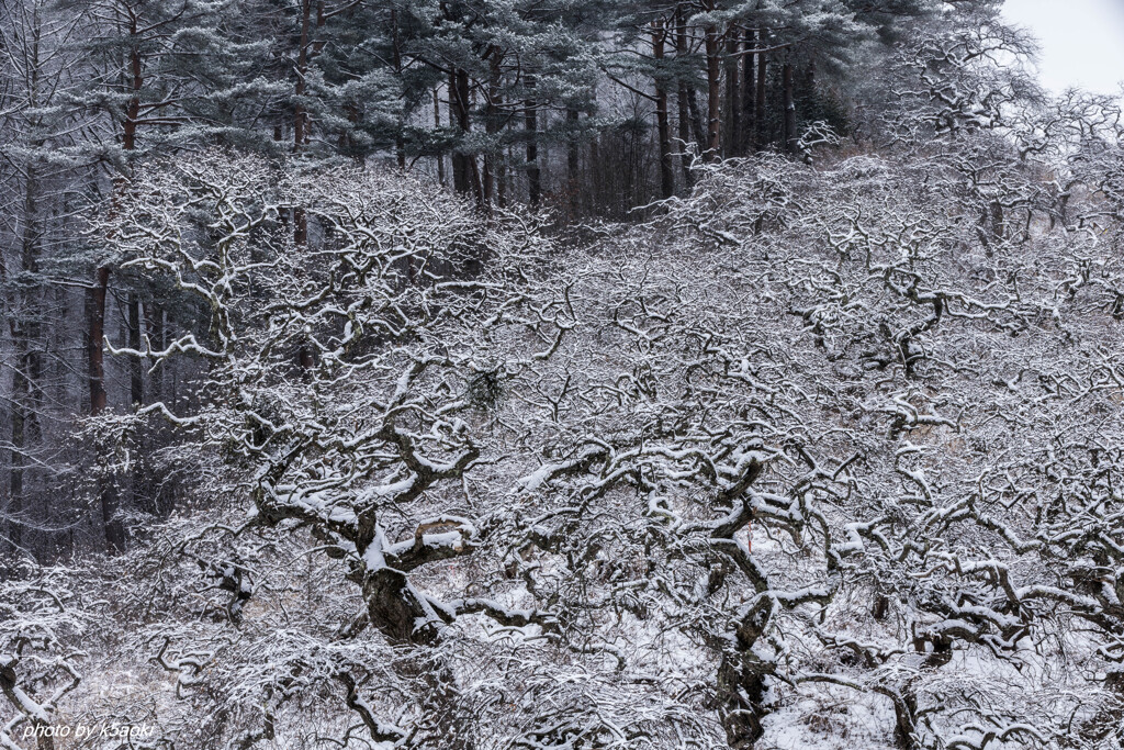 しだれ栗雪景色