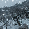 雪降るしだれ栗