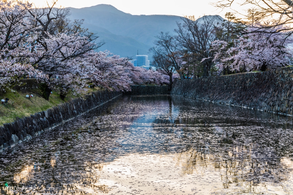 松本城と桜4