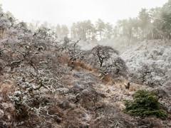 雪のしだれ栗