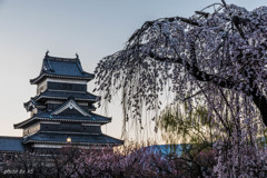 松本城と枝垂れ桜