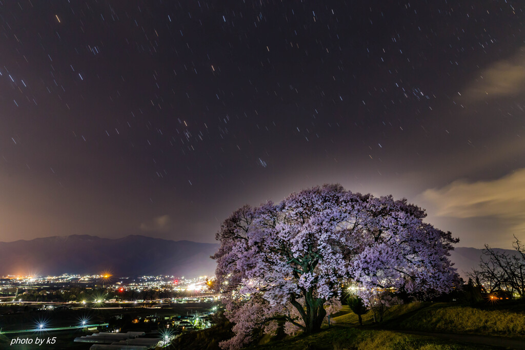 上の平の一本桜