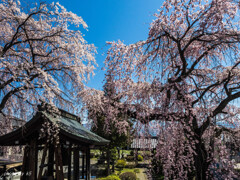 長照寺の桜3