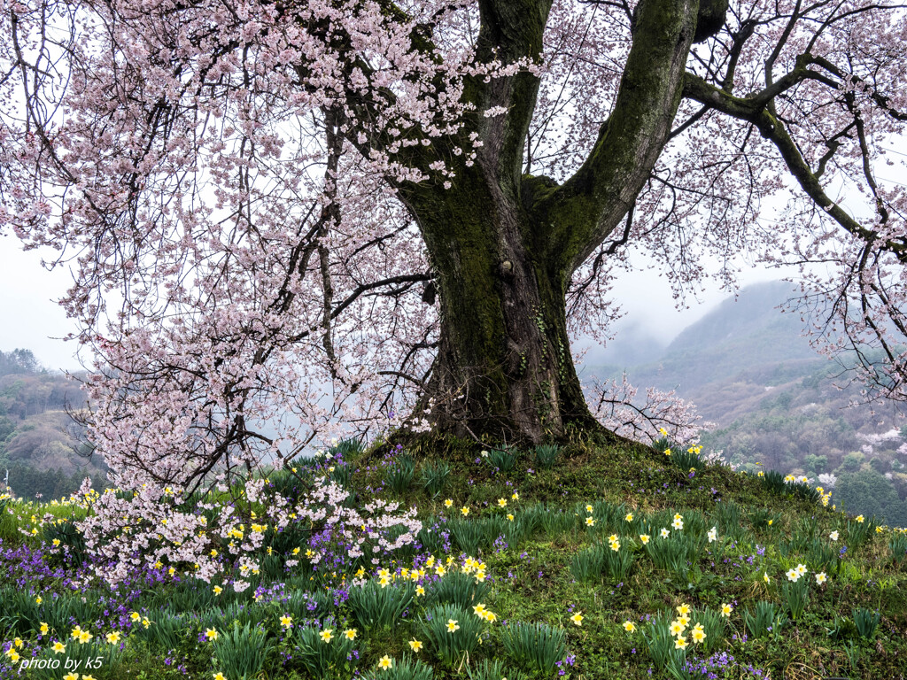 満開の桜