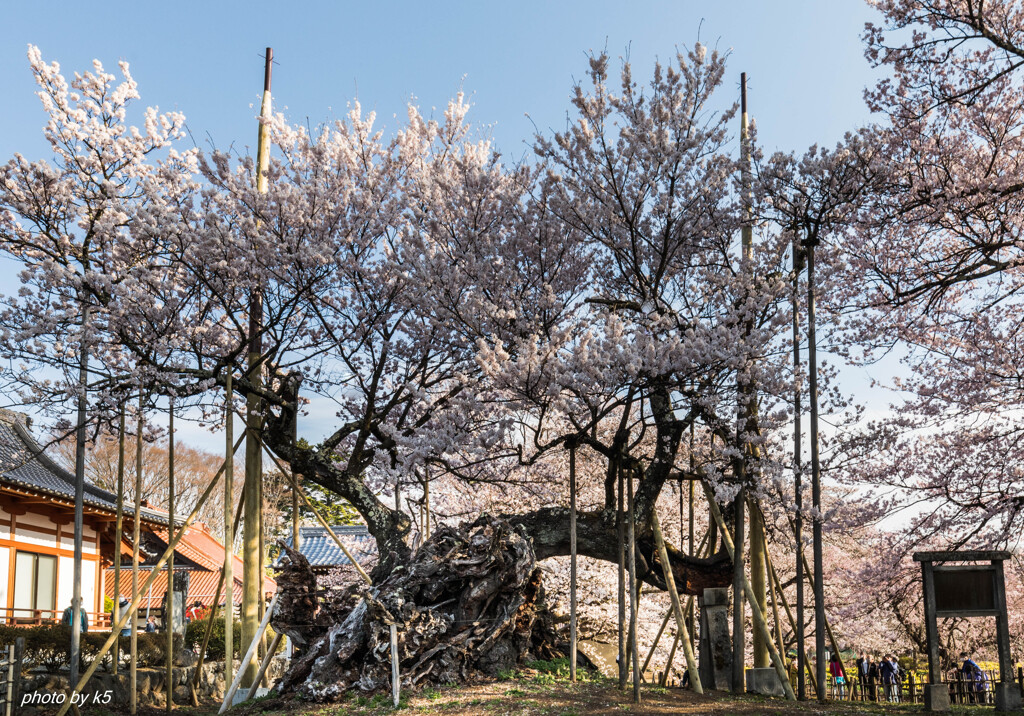 山高神代桜