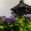 法船寺の紫陽花2
