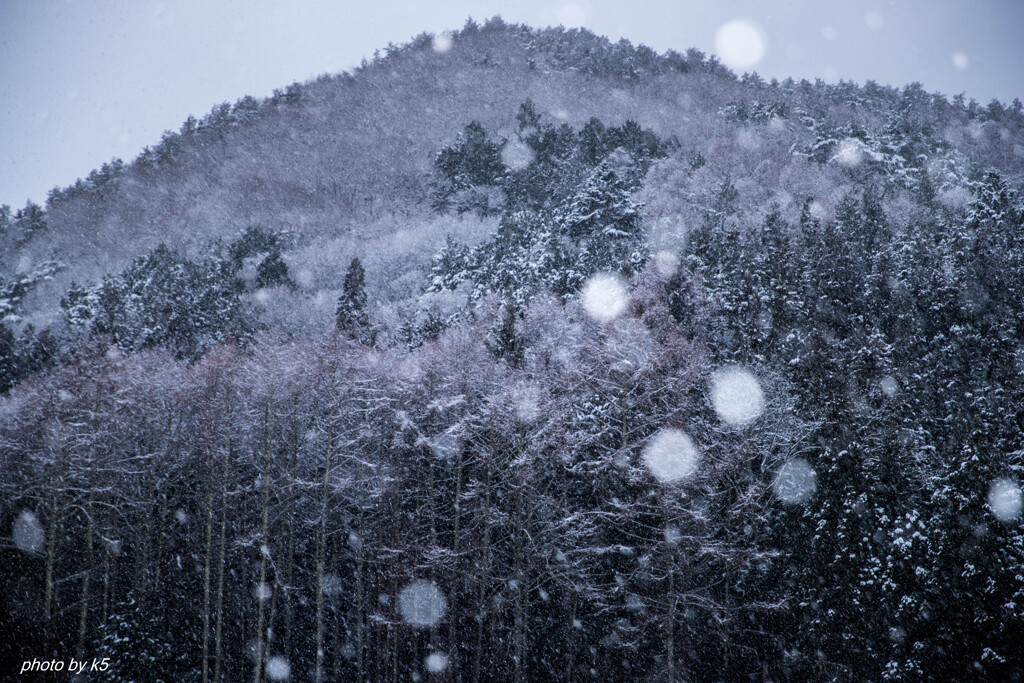 裏山の雪景色