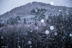 裏山の雪景色