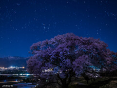 夜桜