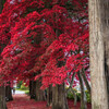 長円寺の紅葉